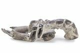 Fossil Mud Lobster (Thalassina) - Indonesia #241905-2